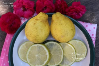 C. limon Peretta - 